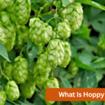 what is hoppy beer
