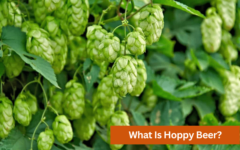 what is hoppy beer